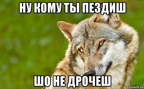 ну кому ты пездиш шо не дрочеш, Мем   Volf