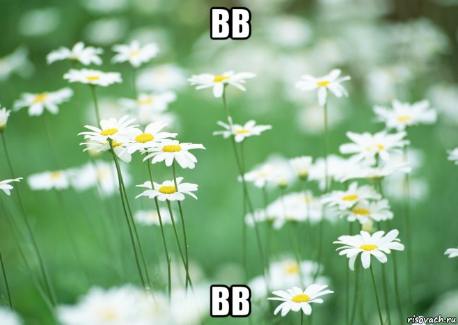 вв вв, Мем Вв