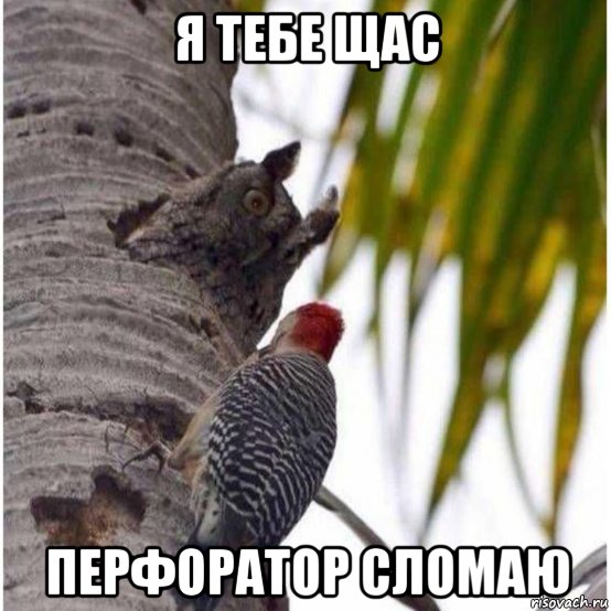 я тебе щас перфоратор сломаю, Мем Я тебе щас перфоратор сломаю