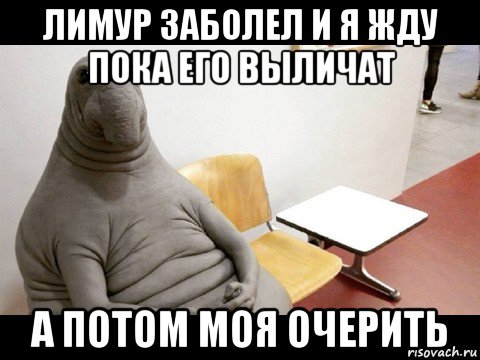 лимур заболел и я жду пока его выличат а потом моя очерить