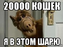 20000 кошек я в этом шарю