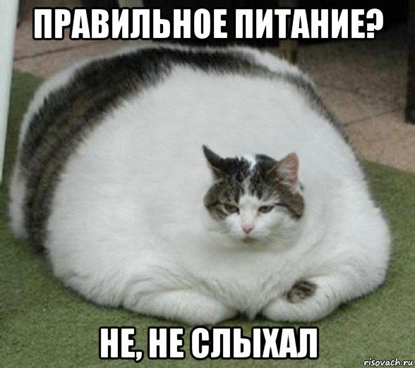 правильное питание? не, не слыхал, Мем Барсик