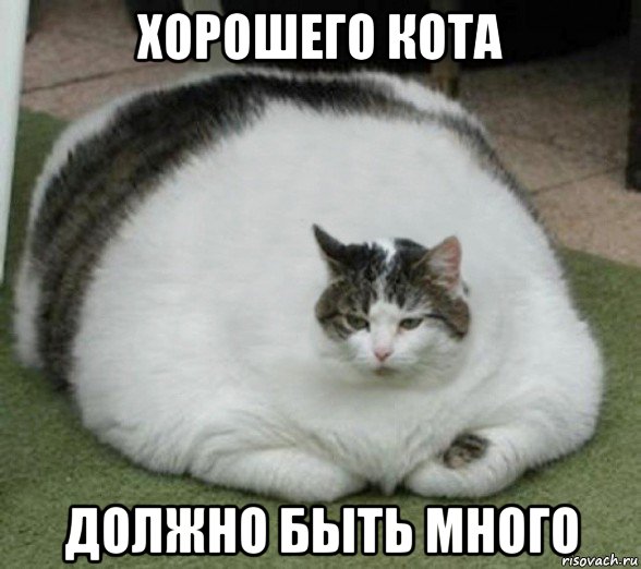 хорошего кота должно быть много, Мем Барсик