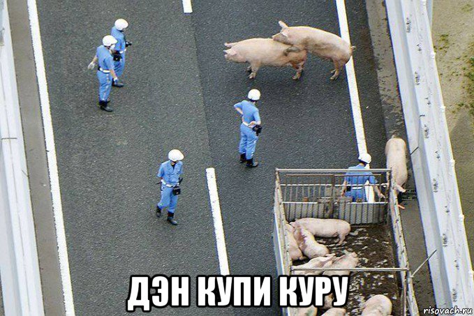  дэн купи куру, Мем Безвиз