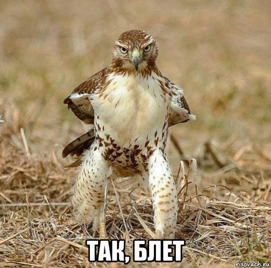  так, блет, Мем Блет