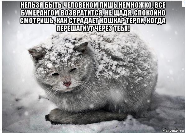нельзя быть человеком лишь немножко. все бумерангом возвратится, не щадя. спокойно смотришь, как страдает кошка? терпи, когда перешагнут через тебя! , Мем Бумераег