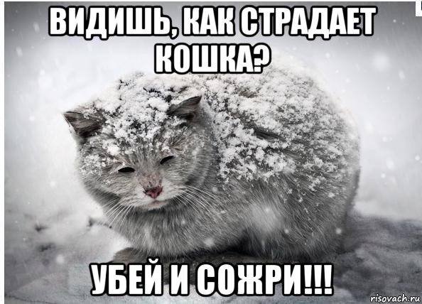 видишь, как страдает кошка? убей и сожри!!!, Мем Бумераег