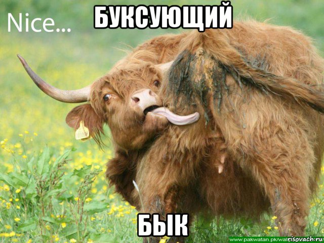 буксующий бык