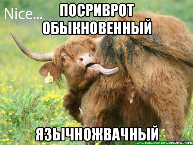 посриврот обыкновенный язычножвачный