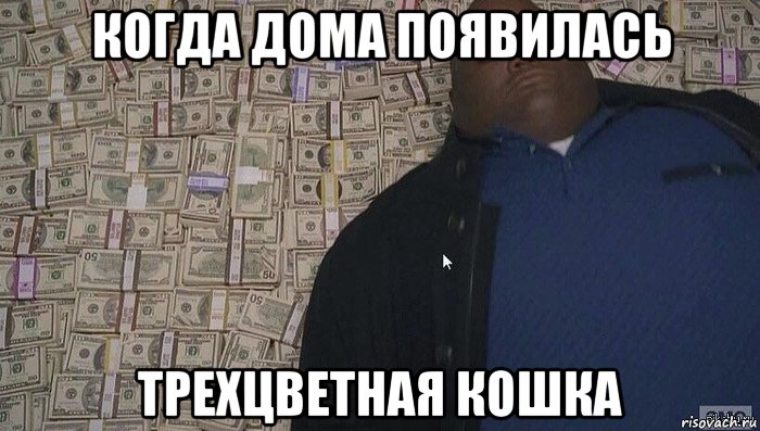 когда дома появилась трехцветная кошка