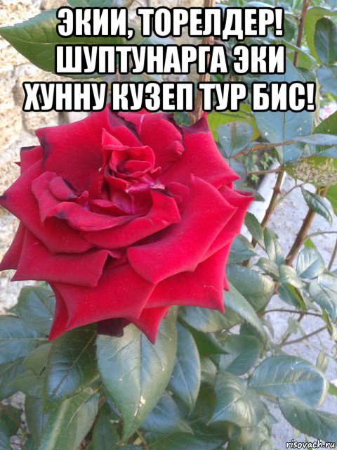 экии, торелдер! шуптунарга эки хунну кузеп тур бис! , Мем Экии торелдер