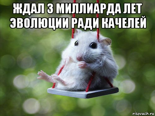 ждал 3 миллиарда лет эволюции ради качелей , Мем Эволюция хомяка