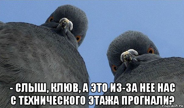 - слыш, клюв, а это из-за нее нас с технического этажа прогнали?