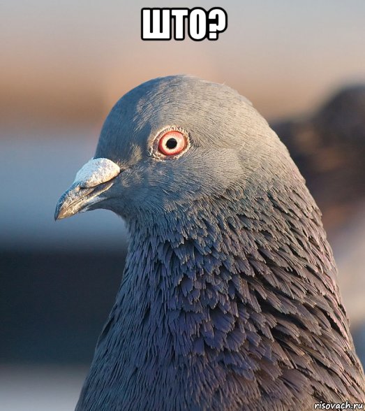 што? , Мем Голубь