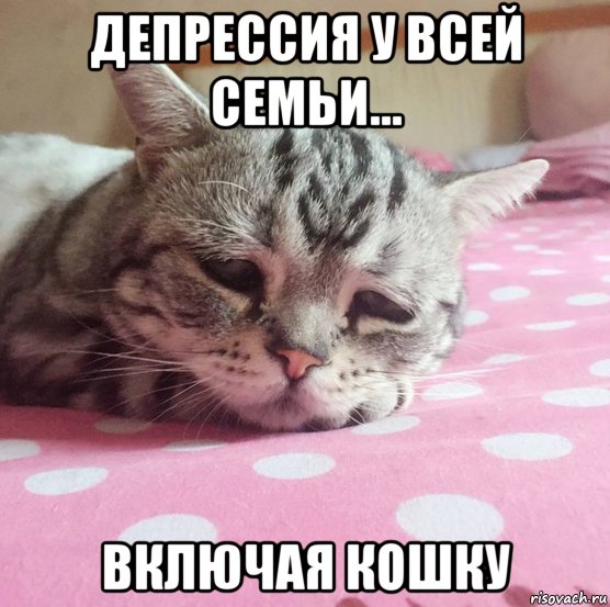 депрессия у всей семьи... включая кошку, Мем Грустная кошка