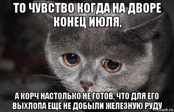 то чувство когда на дворе конец июля, а корч настолько не готов, что для его выхлопа еще не добыли железную руду, Мем  Грустный кот