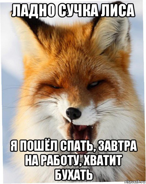 ладно сучка лиса я пошёл спать, завтра на работу, хватит бухать