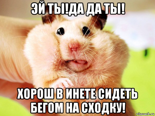 эй ты!да да ты! хорош в инете сидеть бегом на сходку!