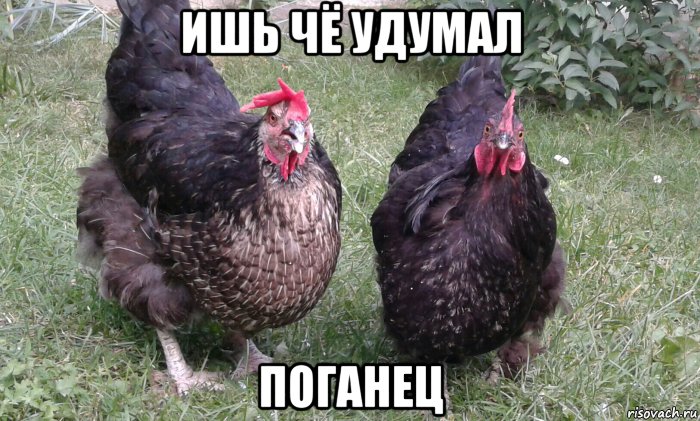 ишь чё удумал поганец, Мем Ишь чё удумал поганец