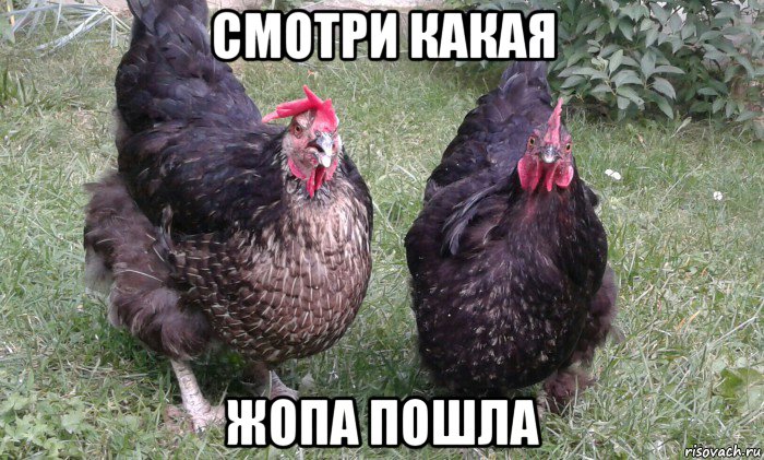 смотри какая жопа пошла, Мем Ишь чё удумал поганец