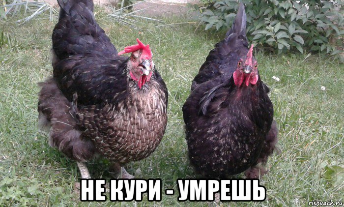  не кури - умрешь, Мем Ишь чё удумал поганец