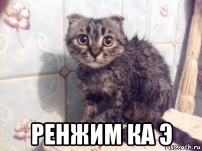  ренжим ка э, Мем Кот испуганный