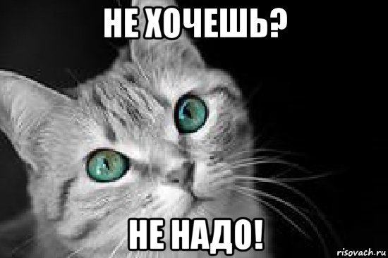 не хочешь? не надо!, Мем Котэ пялится на тебя
