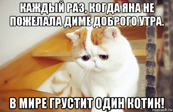 каждый раз, когда яна не пожелала диме доброго утра. в мире грустит один котик!, Мем Котик