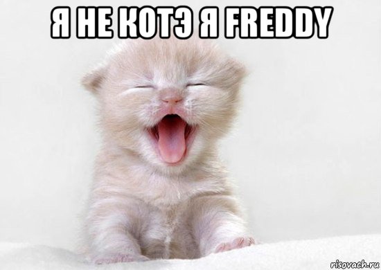 я не котэ я freddy 