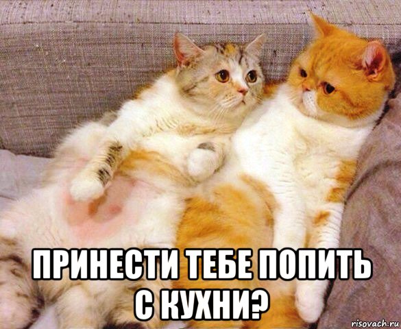  принести тебе попить с кухни?, Мем Коты