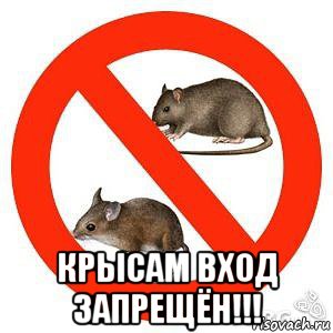  крысам вход запрещён!!!, Мем Крысам здесь не место