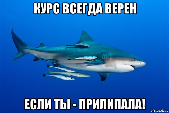 курс всегда верен если ты - прилипала!, Мем Курс всегда верен