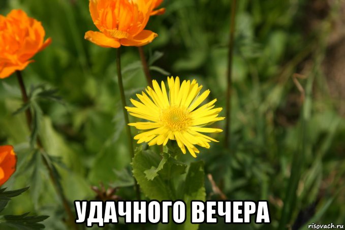  удачного вечера, Мем Лето