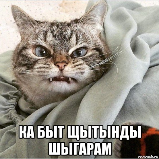  ка быт щытынды шыгарам, Мем Мау мау