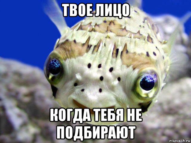 твое лицо когда тебя не подбирают, Мем милая рыбка