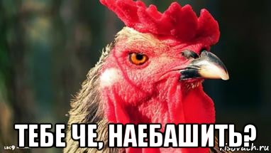  тебе че, наебашить?, Мем Мишка