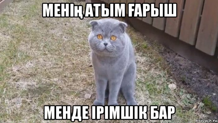 менің атым Ғарыш менде ірімшік бар, Мем Мысы арыш