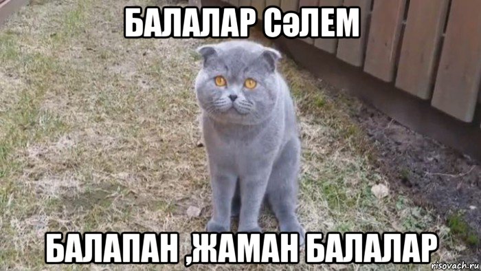 балалар сәлем балапан ,жаман балалар, Мем Мысы арыш