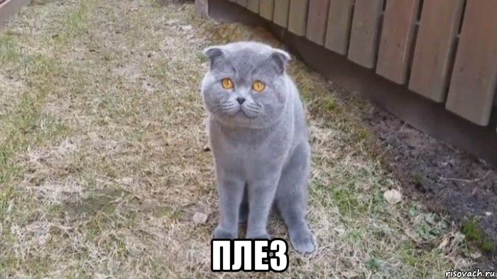  плез, Мем Мысы арыш