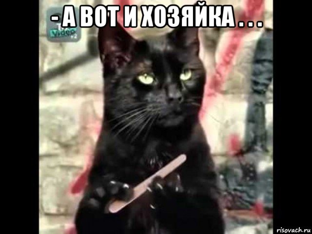 - а вот и хозяйка . . . 
