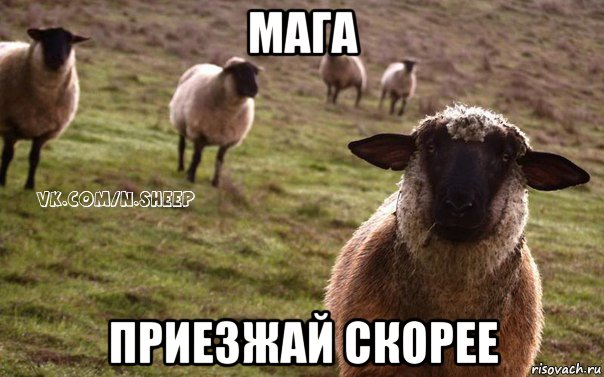 мага приезжай скорее