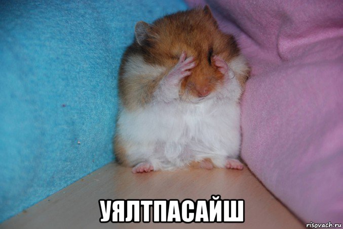  уялтпасайш, Мем Обиженный  на эволюцию хомяк