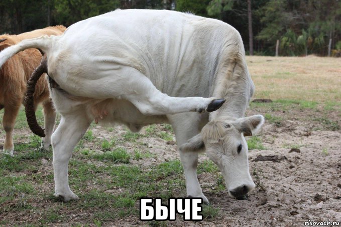  быче