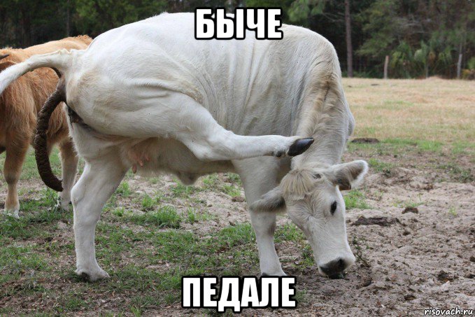 быче педале