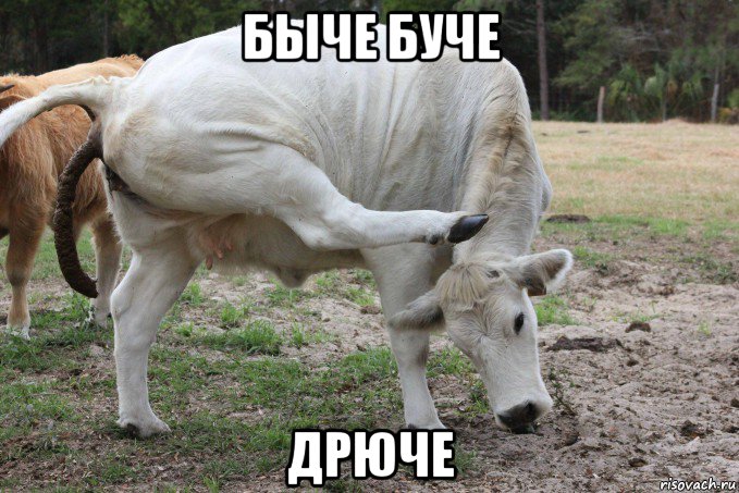 быче буче дрюче