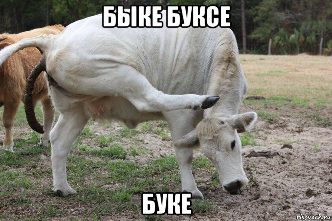быке буксе буке