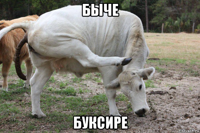 быче буксире