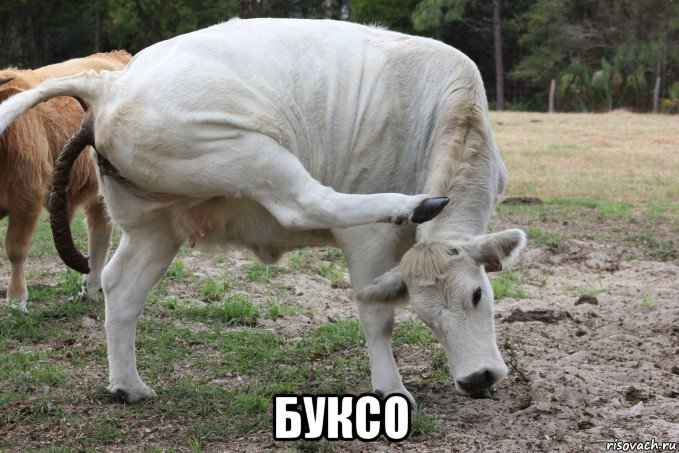  буксо