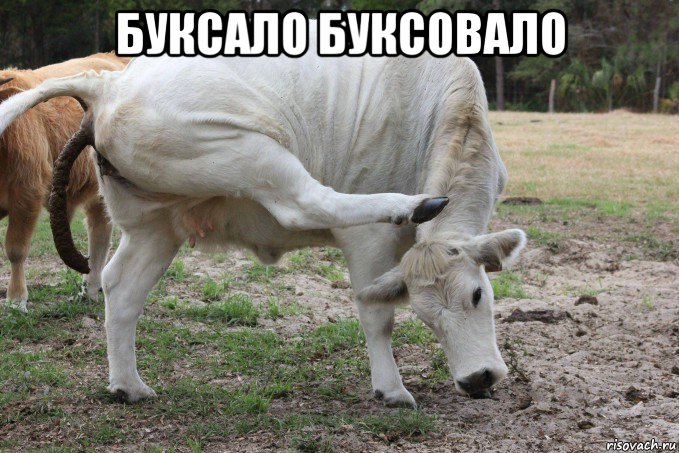 буксало буксовало 