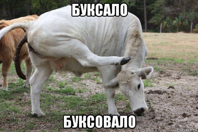 буксало буксовало